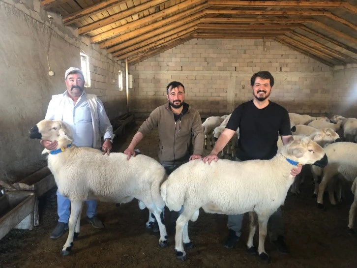 Sivas'ta Küçükbaş Hayvan Islahı Devam Ediyor