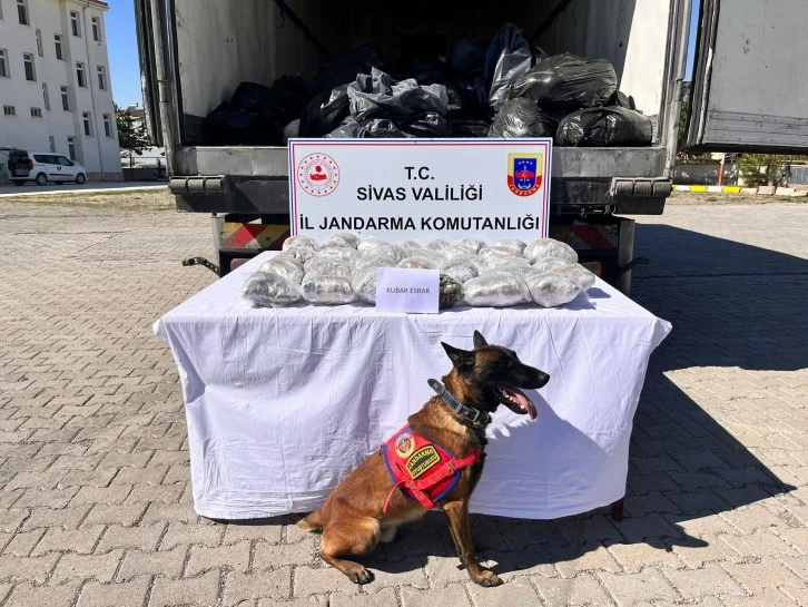 Sivas'ta Tam 25 Kilo Esrar Yakalandı