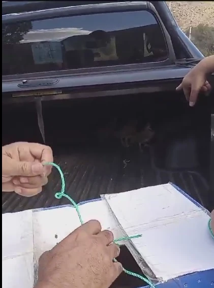 Sivas'ta Tuzaklı Keklik Avına Suçüstü