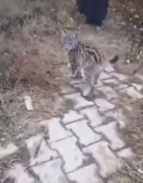 Sivas'ta Yavru Vaşak Köye İndi