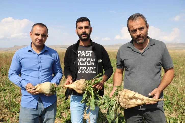 Sivaslı Pancar Üreticileri Dolu Mağduru