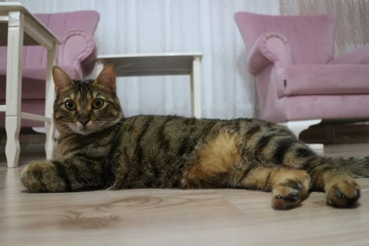 Kedi Sahipleri Dikkat! Kedilerde Bu Hastalık Oranı Yüzde 60 Arttı