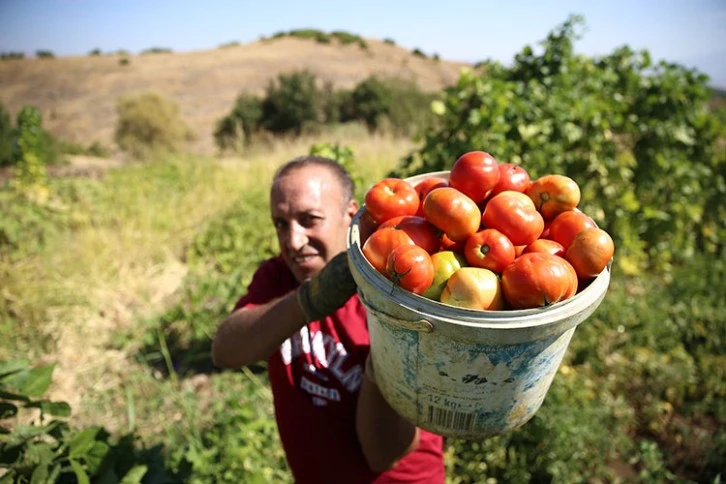 Domates Üretimine Devlet Desteği