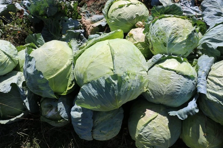 Sivas'taki Dev Lahanaların Hasadı Başladı