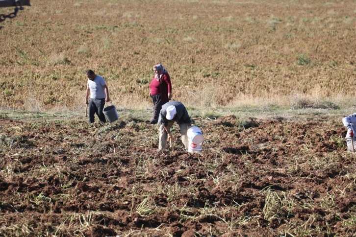 Sivas'ta Patates Hasadı Sona Erdi
