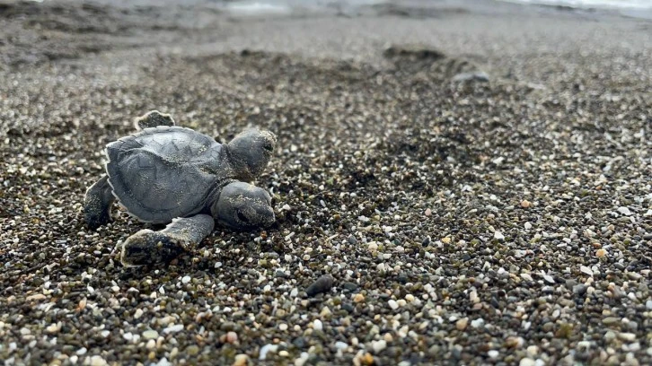 Çift Başlı Doğdu, Bilime Işık Tutacak