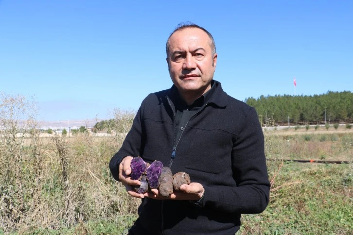 Sivas’ta Mor Patates Hasadı