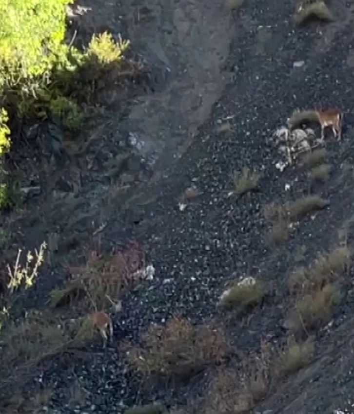  Dağ Cambazları Görüntülendi