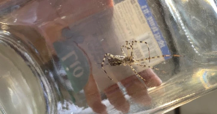 Sivas'tan Sonra O İlde De Görüldü