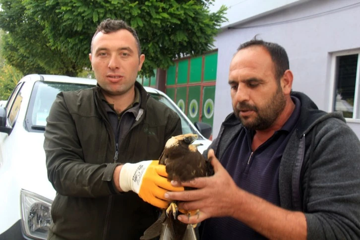 Sivas'ta Yaralı Şahini Tedaviye Aldılar