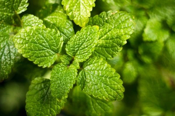 Bu Ot Hastalıklara Deva