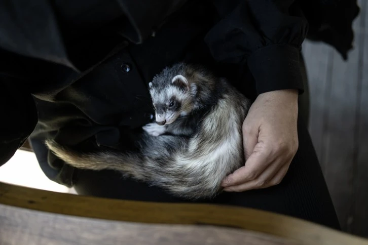 "Gelincikler" Eve Girdi