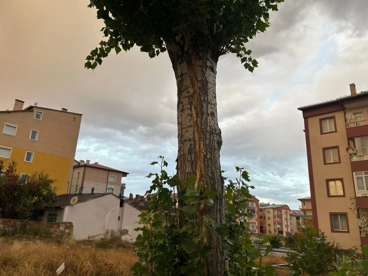 Sivas'ta Ağaca Yıldırım Düşünce Korkudan Bayıldı