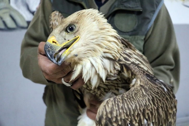 Yaralı "Şah Kartalı" Bulundu