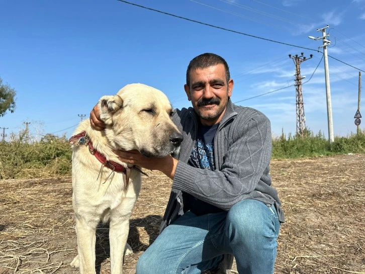 Bu Köpek Her Gün 4 Kilo Pancar Yiyor