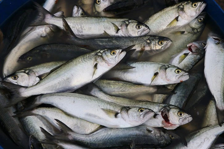 Lüfer Bolluğu Yaşanıyor