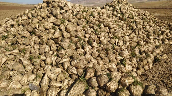 Sivas'ta Şeker Pancarı Hasadı Başladı