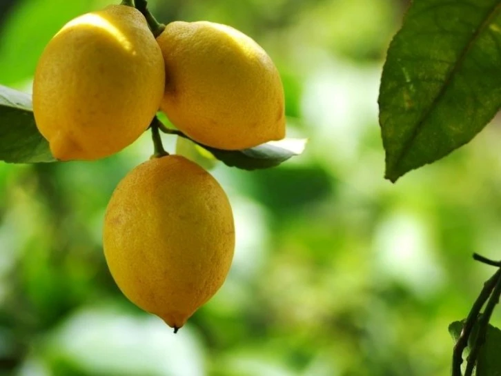 Limonda Fiyat Farkı Dudak Uçuklattı