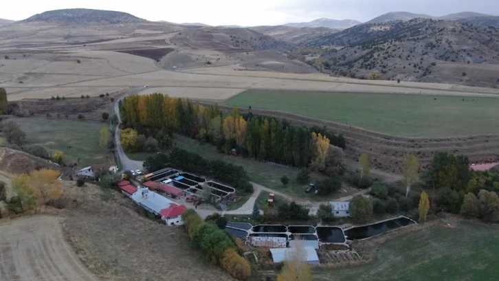 Sivas'taki Bataklığı Alabalık Tesisine Çevirdi