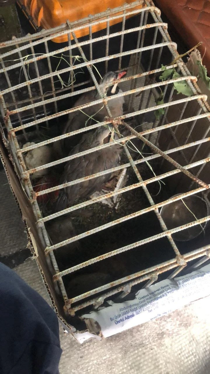 Sivas'ta Keklik Avcılarını Avladılar