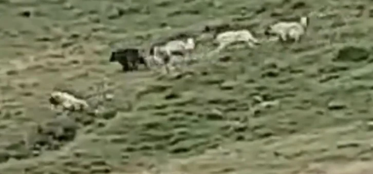 Kangal Köpekleri Koyunları Ayıya Kaptırmadı, İşte O Anlar