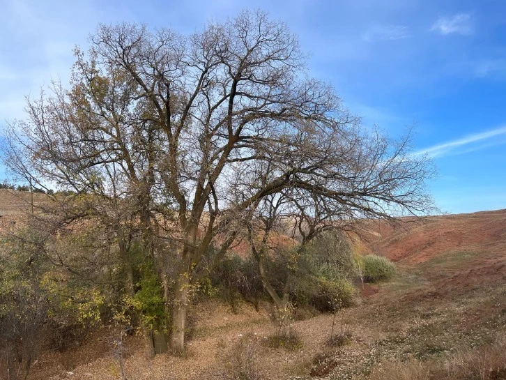 Sivas'taki 300 Yıllık Ağaç İçin Anıt Ağaç Başvurusu