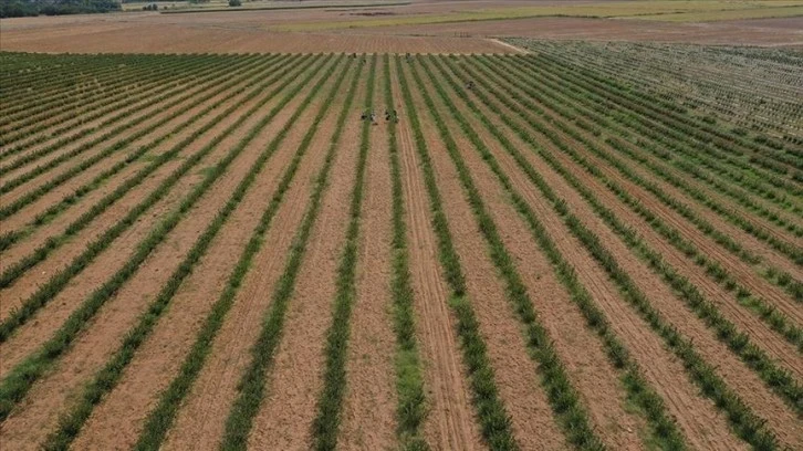 Tarımda Genel Sayım Gelecek Yıl Başlayacak