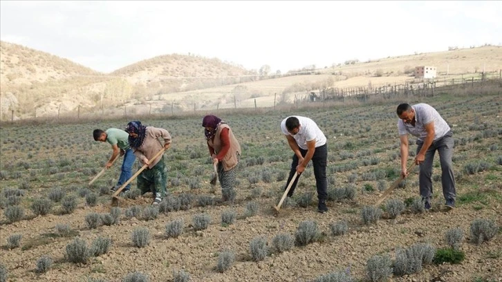 Tıbbi Aromatik Bitki Yetiştiriyorlar