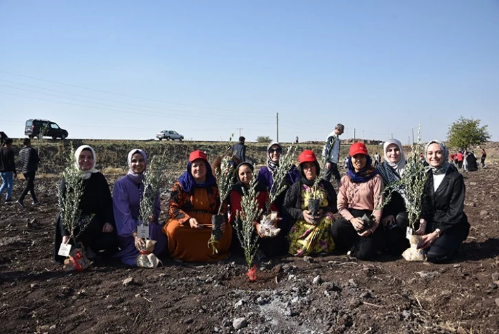 THY'den 90 Bin Meyve Fidanı