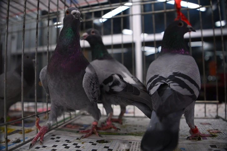 Güvercinler Sivas'tan Edirne'ye Uçtu