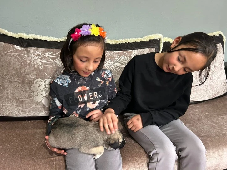 Yavru Köpeğe İkiz Kardeşler Sahip Çıktı