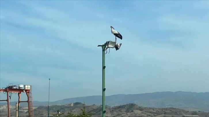 Havalar Soğudu O Göç Etmedi