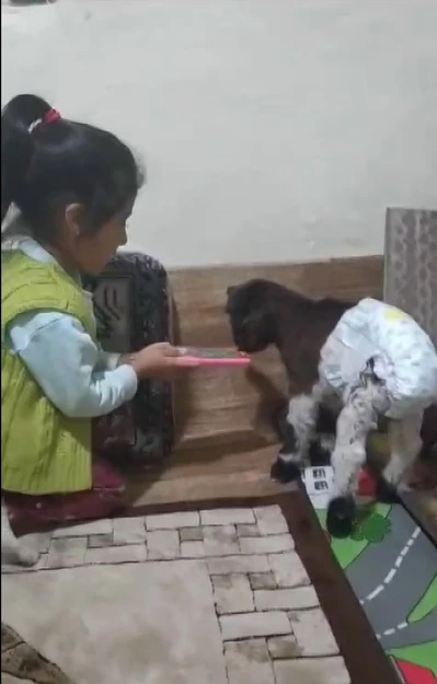 Yeni Doğan İkiz Oğlaklara Evlat Sevgisi