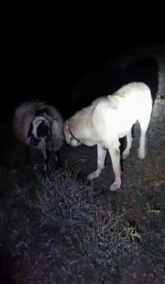    Kangal Köpeğinin Vefası