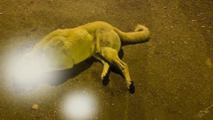 Kangal’da Sokak Köpekleri Öldürülüyor Mu?