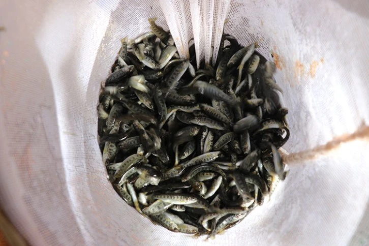 Balıkçılık Yaygınlaşıyor