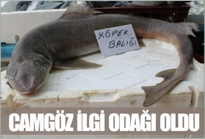 KÖPEK BALIĞI  İLGİ ODAĞI OLDU