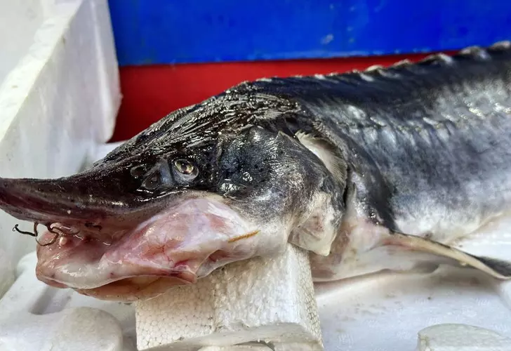 Fiyatı 2 Milyon Liraya Kadar Çıkıyor!