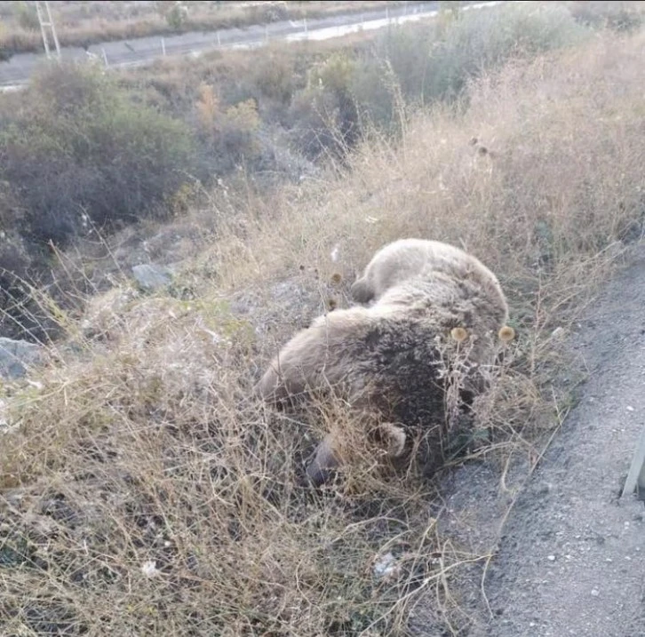 TIR’ın Çarptığı Ayı Telef Oldu