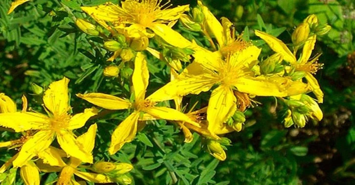 Mucizevi Bitki Her Derde Deva