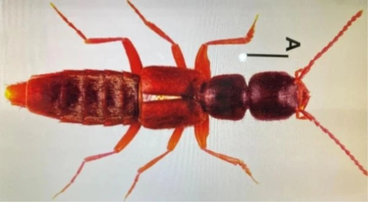 Yıldız Dağı’nda Yeni Böcek Türü Keşfedildi