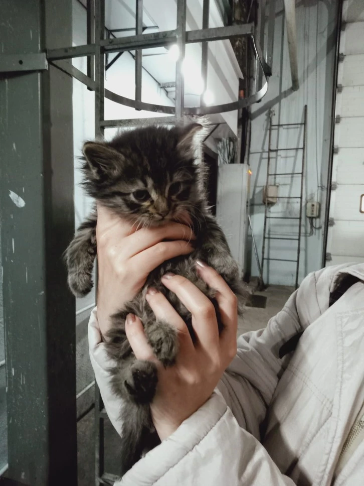 Rüyada Kedi Görmek Ne Anlama Geliyor?