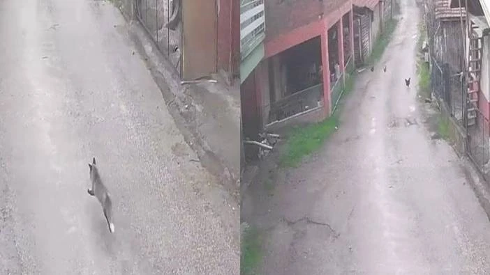 Aç Tilki Kümesi Kuruttu
