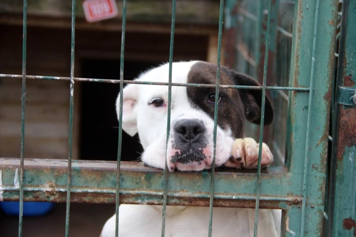 Sokak Köpekleri İçin Uyardı