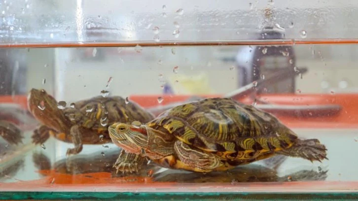 İstilacı Kaplumbağa Ekiplere Emanet