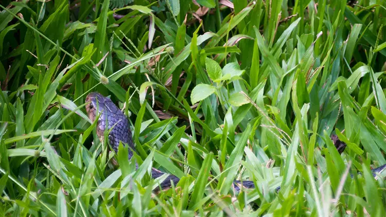 Rüyada Yılan Görmek Ne Anlama Gelir?