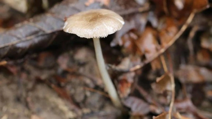 Organ Yetmezliğine Neden Oluyor