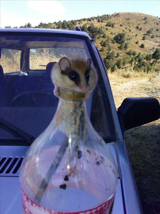 PET ŞİŞEYE SIKIŞAN FAREYİ KURTARIP DOĞAYA BIRAKTI