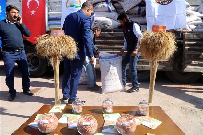 TRİTİKALE ÜRETİMİ YAYGINLAŞACAK