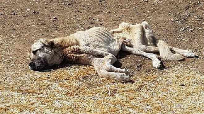 KÖPEK, ÖLMEK ÜZEREYKEN BULUNDU